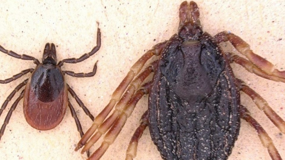 Hyalomma marginatum